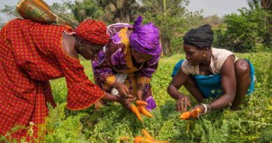 FAO Launches International Year of the Woman Farmer 2026 To Accelerate Gender Equality And Women’s Empowerment In Agrifood Systems FAO Launches International Year of the Woman Farmer 2026 To Accelerate Gender Equality And Women’s Empowerment In Agrifood Systems