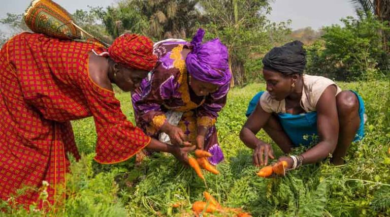 FAO Launches International Year of the Woman Farmer 2026 To Accelerate Gender Equality And Women’s Empowerment In Agrifood Systems