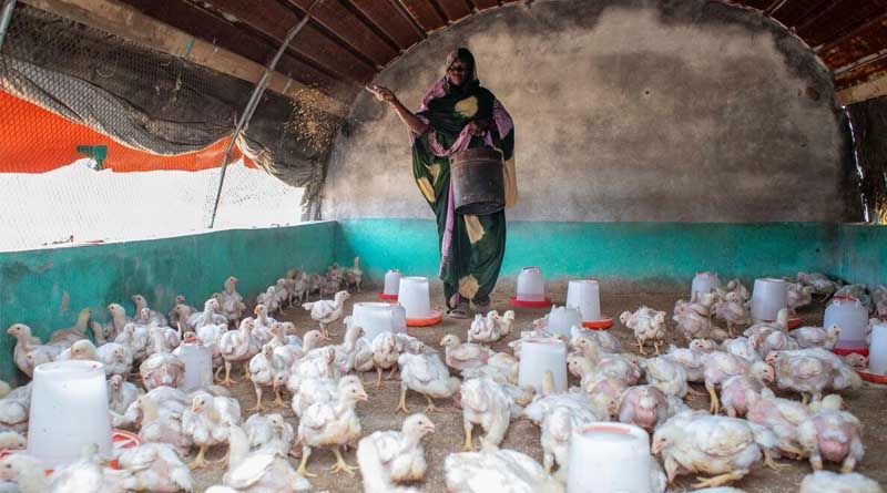 FAO Food Price Index Declines in November for Third Consecutive Month