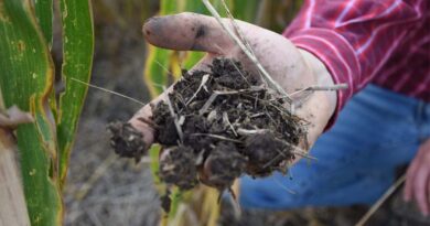 Regenerating Soil, Securing Tomorrow