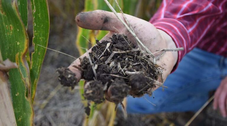 Regenerating Soil, Securing Tomorrow