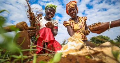 UN World Soil Day 2025: Healthy Soils for Healthy Cities