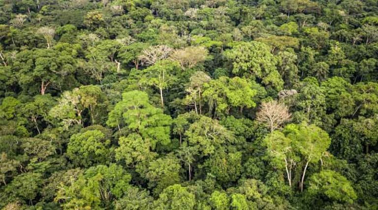 New Initiative Empowers Civil Society To Safeguard Forests