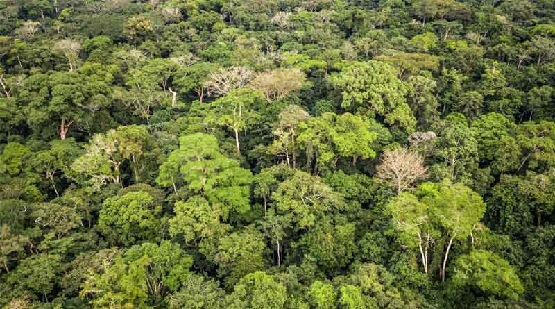 New Initiative Empowers Civil Society To Safeguard Forests