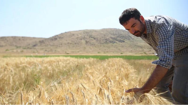 A BOLD Attempt to Adapt Barley to the Most Remote Regions of Tunisia