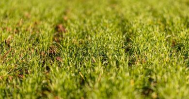Impact of Crop Damage on Agricultural Growth Impact of Crop Damage on Agricultural Growth