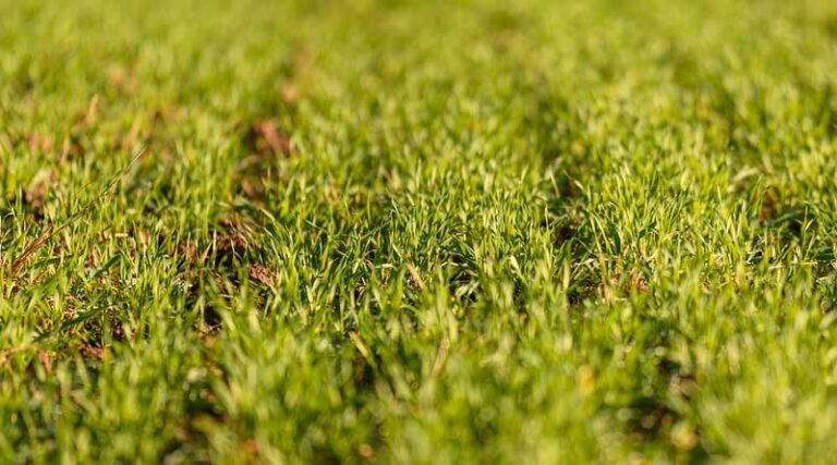 Impact of Crop Damage on Agricultural Growth