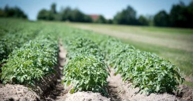 Crop Diversification and Promotion of High-Value Crops