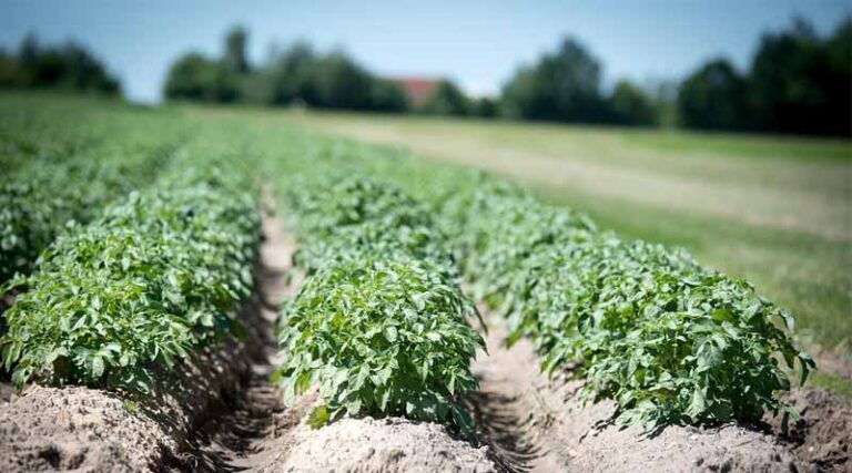 Crop Diversification and Promotion of High-Value Crops