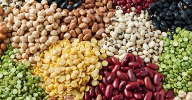 Boost in Domestic Production of Pulses to Reduce Import Dependence