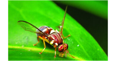 Support From Community Key In Response To Mt Roskill Fruit Fly Find