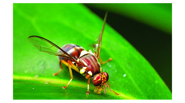 Support From Community Key In Response To Mt Roskill Fruit Fly Find