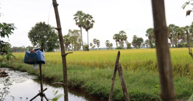 Beyond the Grain: How Rice-Field Ponds are Forging Climate Resilient Livelihoods in Cambodia
