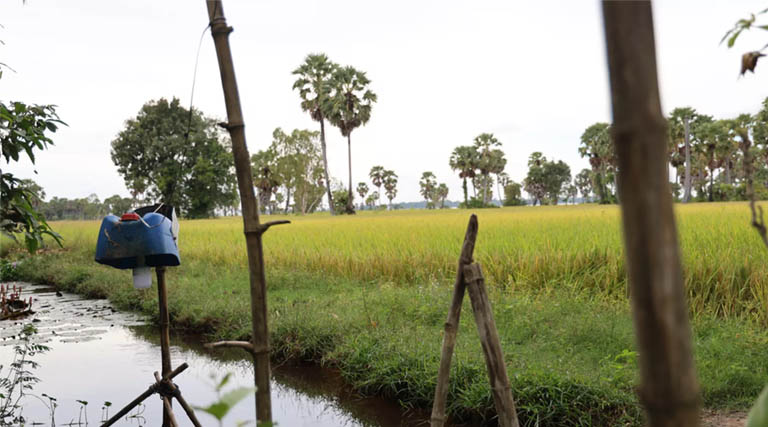 Beyond the Grain: How Rice-Field Ponds are Forging Climate Resilient Livelihoods in Cambodia