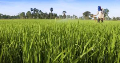 Why India Is Importing More Urea and DAP Despite Stable Fertiliser Sales