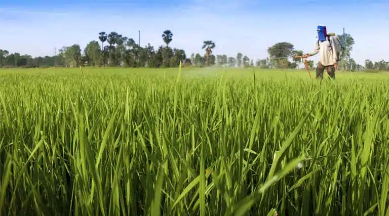 Why India Is Importing More Urea and DAP Despite Stable Fertiliser Sales