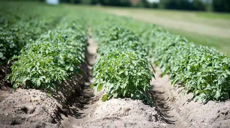 Progress of Area Coverage under Rabi Crops as on 9th January 2026