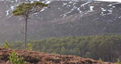 New Study Reveals 23 Tree Species Needed To Support More Than 40% Of Biodiversity Associated With Scots Pine