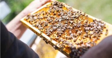 Haryana leads the Country in Horticulture, Beekeeping and Protected Farming: Agriculture Minister