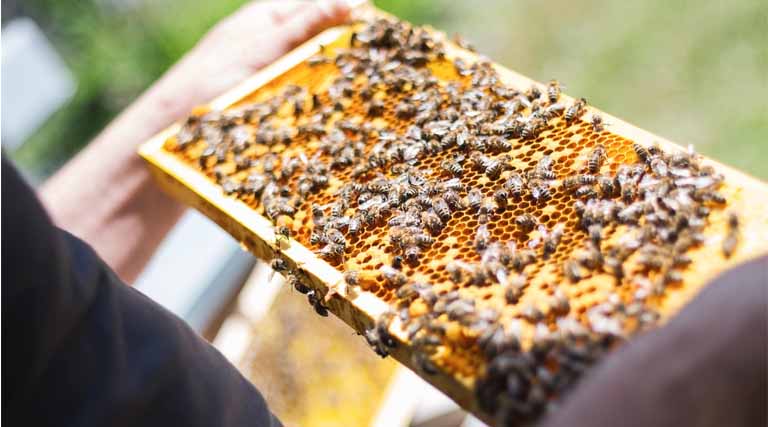 Haryana leads the Country in Horticulture, Beekeeping and Protected Farming: Agriculture Minister