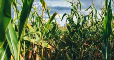 Study Finds Bayer’s Preceon™ Smart Corn System Reduces Carbon Intensity in Corn Production