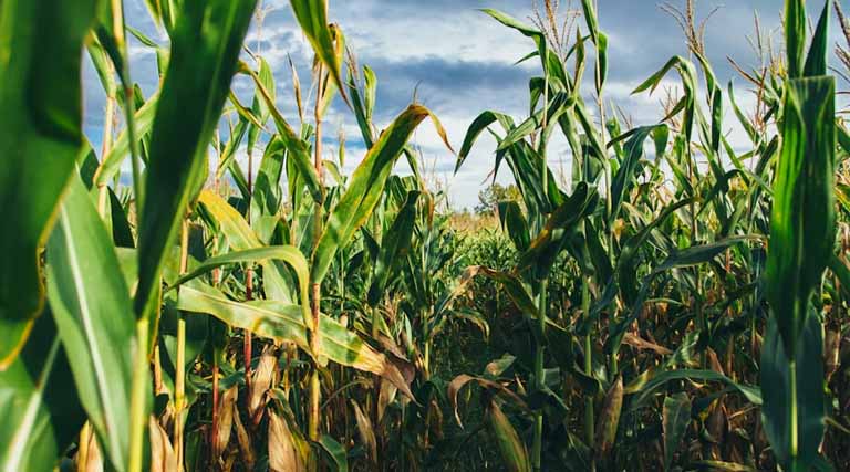Study Finds Bayer’s Preceon™ Smart Corn System Reduces Carbon Intensity in Corn Production