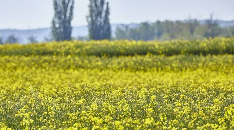 India’s Rabi Sowing Progress 2025–26: Crop-wise Area Coverage as on 9 January 2026