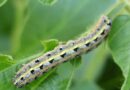 Migratory Ecotype Confirmed in Fall Armyworm: New Insights for Global Pest Monitoring Migratory Ecotype Confirmed in Fall Armyworm: New Insights for Global Pest Monitoring
