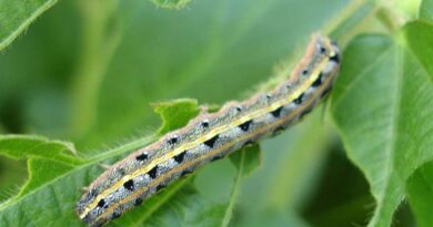 Migratory Ecotype Confirmed in Fall Armyworm: New Insights for Global Pest Monitoring