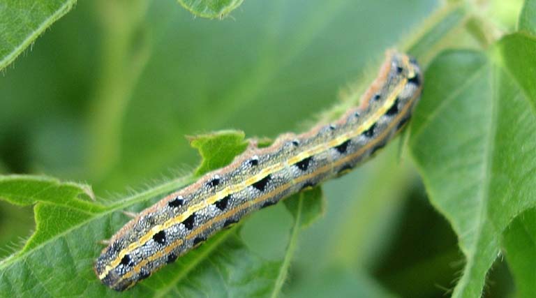 Migratory Ecotype Confirmed in Fall Armyworm: New Insights for Global Pest Monitoring