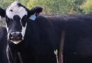 Cattle Chat: Preventing Fog Fever Cattle Chat: Preventing Fog Fever