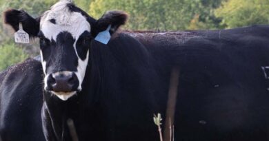 Cattle Chat: Preventing Fog Fever