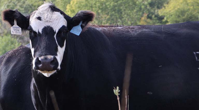 Cattle Chat: Preventing Fog Fever