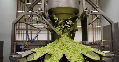 Aphid-Resistant Iceberg Lettuce: “a Promising Step Forward"