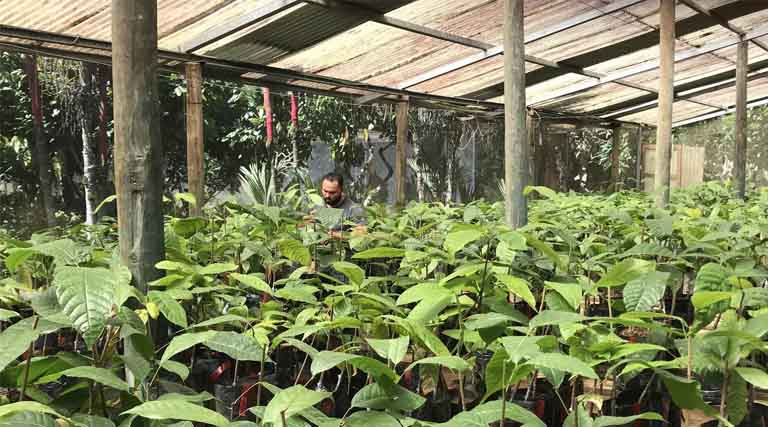 Before We Lose Them: Securing the Future of Coffee and Cacao at CATIE