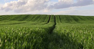 China Issues Action Plan To Speed Up Agricultural Modernization