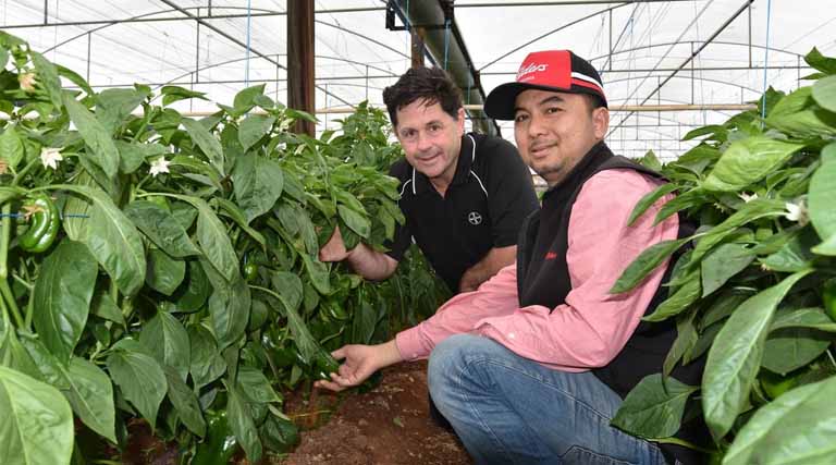 Virginia Veggie Growers Turn The Tables On Disease