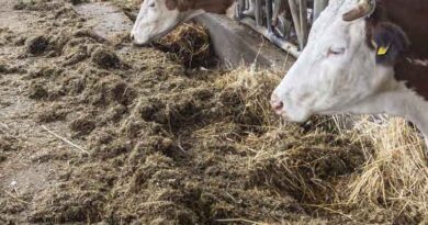 Agricultural Sources Are Estimated to Account for 58 Percent of Global Methane Emissions: FAO Agricultural Sources Are Estimated to Account for 58 Percent of Global Methane Emissions: FAO