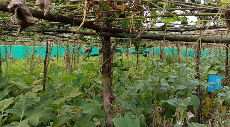 Multifunctional Landscapes for Agroecological Transition and Climate Resilience