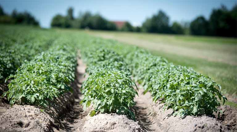 Progress Of Area Coverage Under Rabi Crops As On 16th January 2026