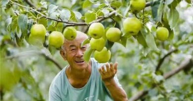 Xinhua Silk Road: Digital Tech Enables Fragrant Pear Industry To Burgeon in N. China County Xinhua Silk Road: Digital Tech Enables Fragrant Pear Industry To Burgeon in N. China County