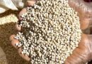 Can Partnerships Drive Better Harvests? How CIMMYT and MyAgro Are Transforming Pearl Millet Farming in Senegal