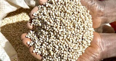 Can Partnerships Drive Better Harvests? How CIMMYT and MyAgro Are Transforming Pearl Millet Farming in Senegal