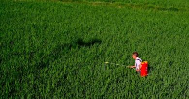 China Ends its 14th Five-Year Plan with a New Priority: Agricultural Brands