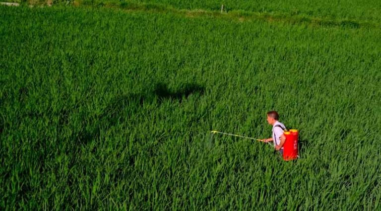 China Ends its 14th Five-Year Plan with a New Priority: Agricultural Brands