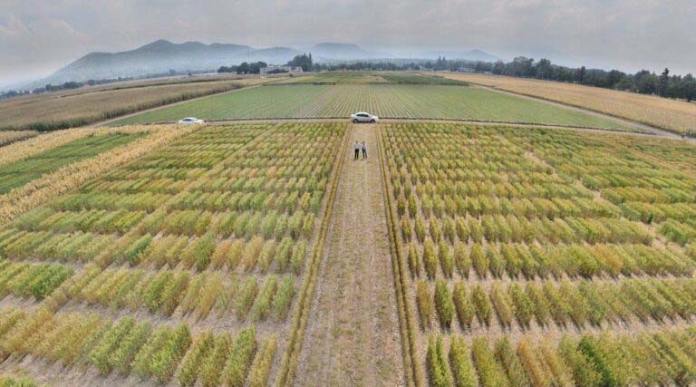 A Global Public Good: The Quiet Science Sustaining the World’s Food Supply