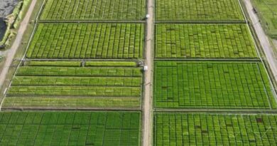 Plant Breeding Is A Critical Tool In The Fight Against Climate Change 