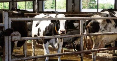 Oregon Regulators Urged to Protect Waterways from Factory Farm Pollution