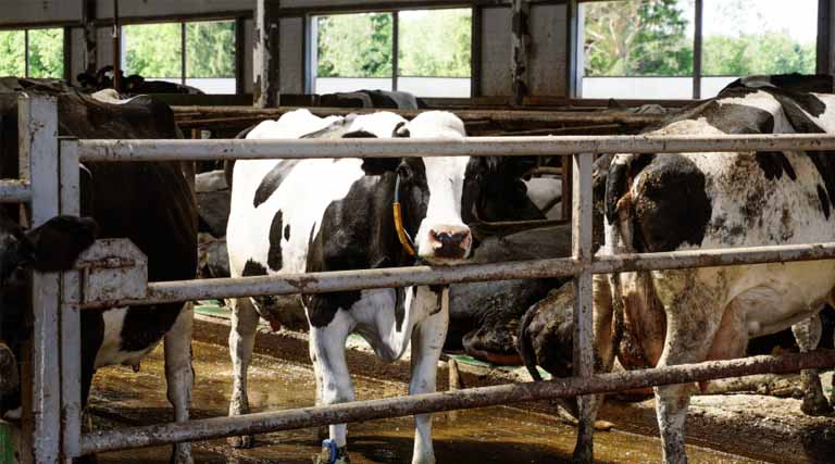 Oregon Regulators Urged to Protect Waterways from Factory Farm Pollution