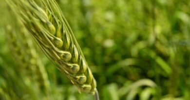 Rabi Sowing Update January 2026: Wheat Area Crosses 334 Lakh Hectares, Paddy at 17 Lakh Hectares